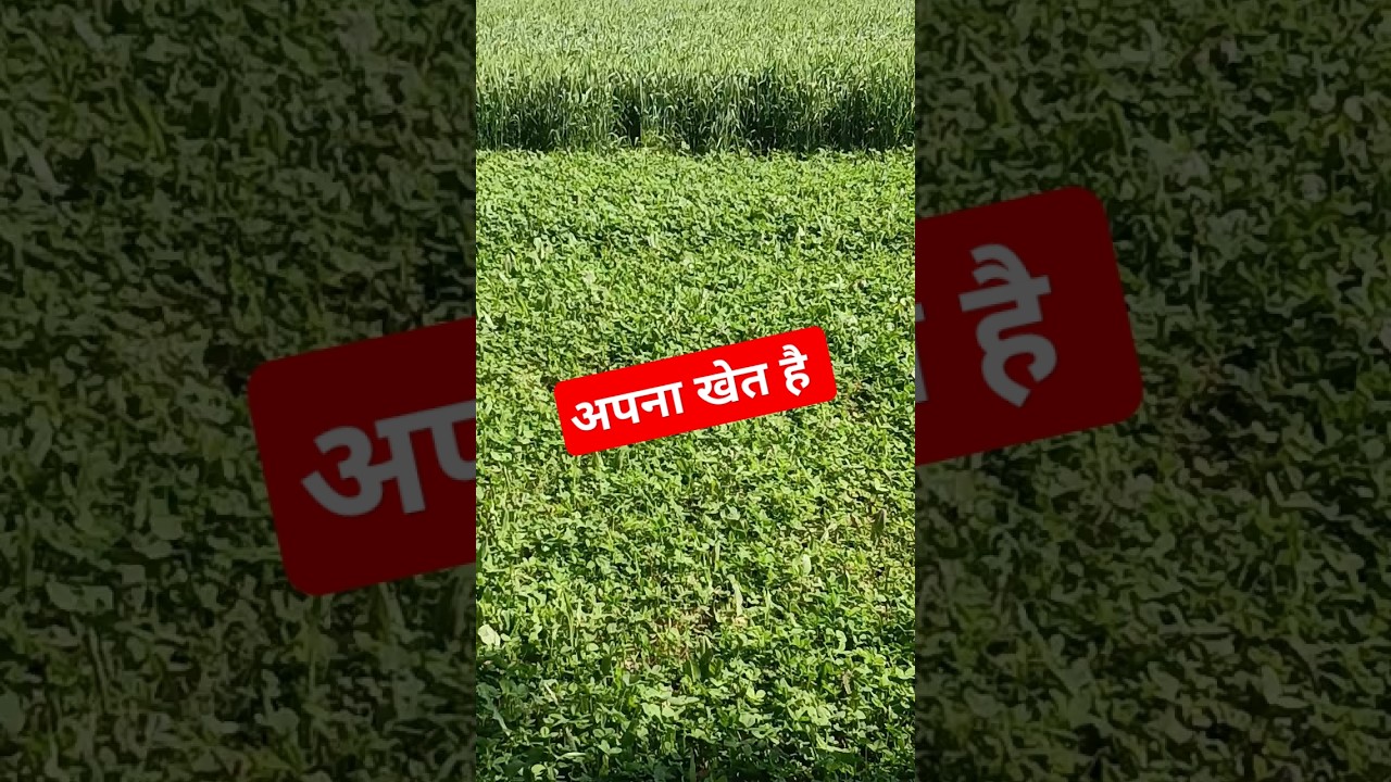 APNA KHET HAI #farmer #farmeed #onthisday #farming #love #kisan #famers #viralvideo