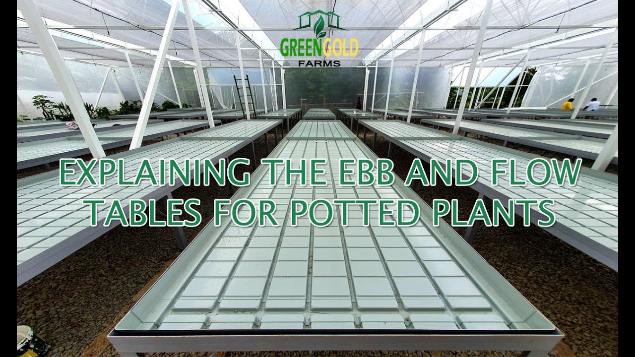 Explaining Ebb and Flow tables in a greenhouse for potted plants. Water conservation is important!