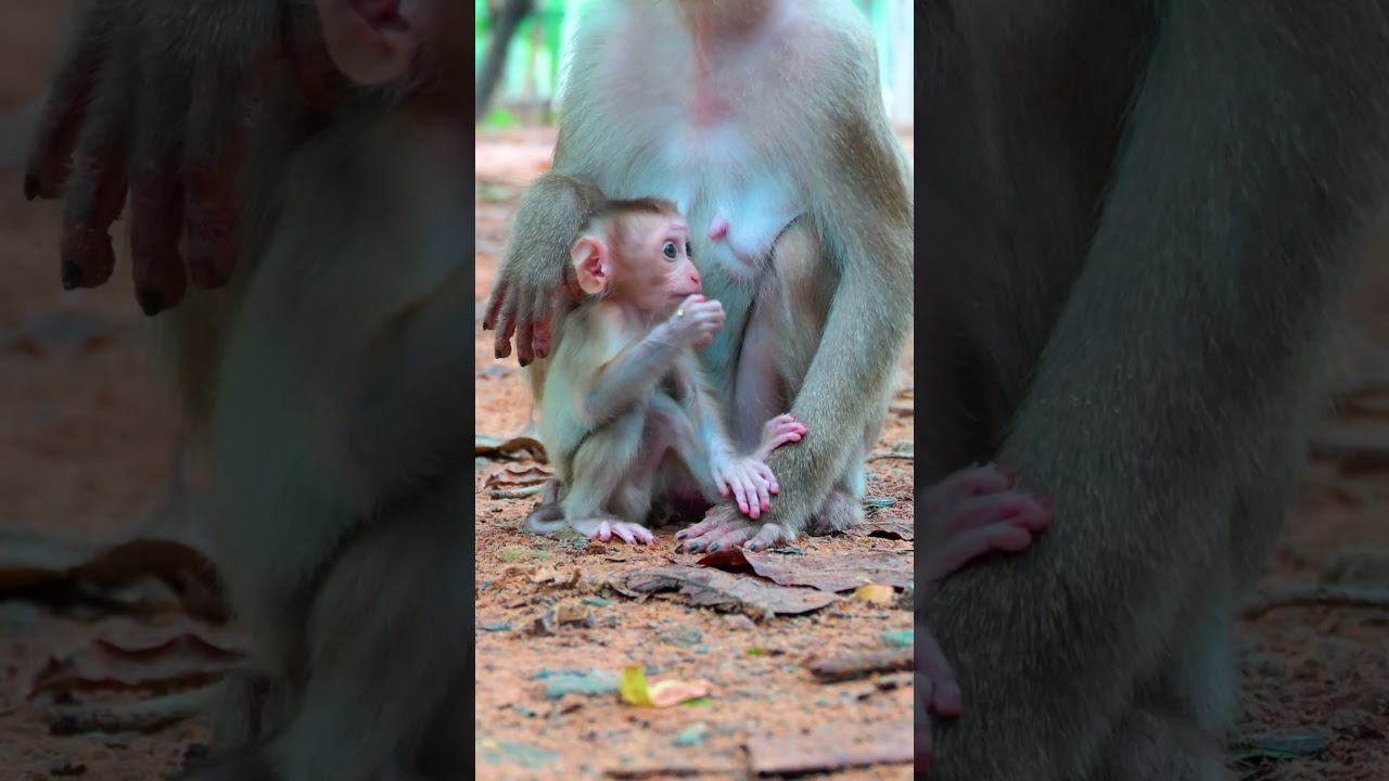 #cute #monkeyrose