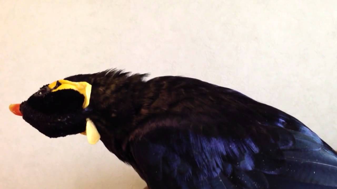 あべちゃん：うなじを触るなっ