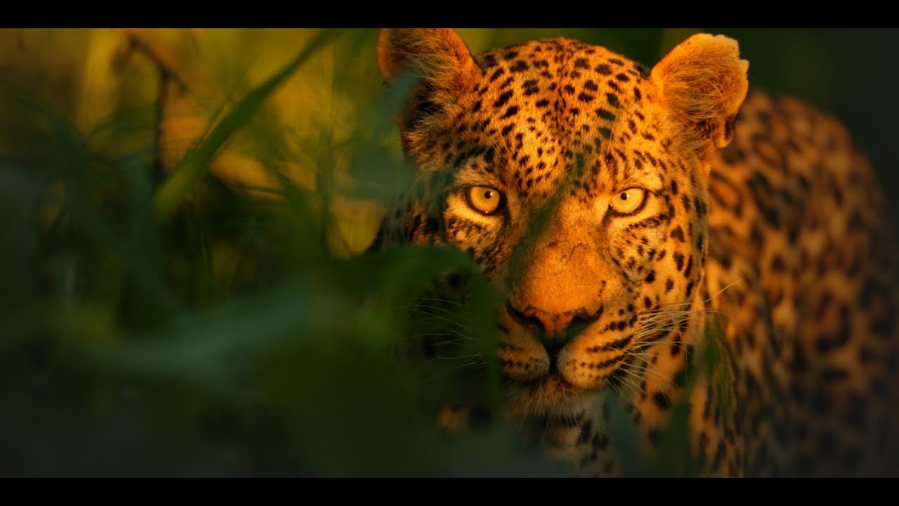 In the footsteps of a Jaguar Night hunters - NatGeo Wild - National Geographic (720p) CHANNEL