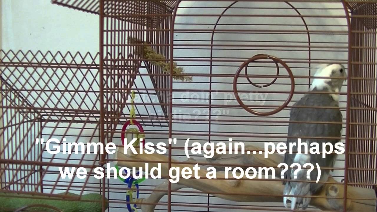 Cockatiel talking and whistling non stop!