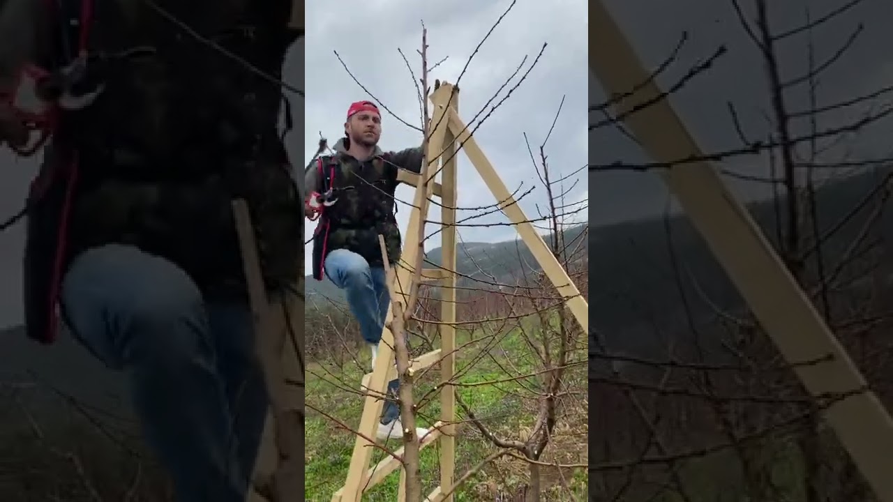 NEKTARİN BUDAMA