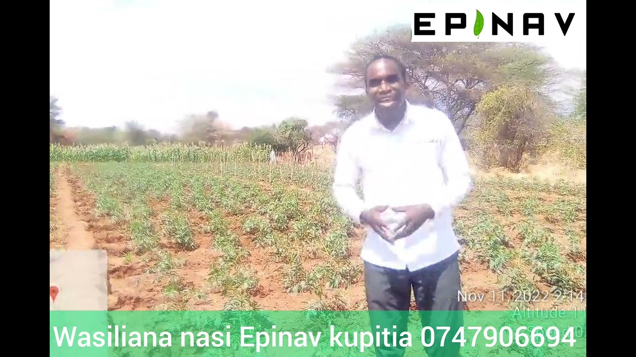 HIZI NDIZO SIFA ZA MBEGU YA NYANYA BANSAL F1 IKIWA SHAMBANI MBARALI - MBEYA
