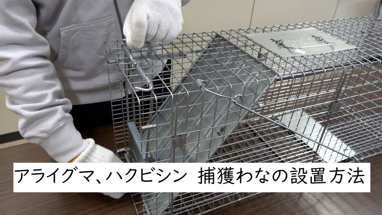 アライグマ、ハクビシン　捕獲わなの設置方法