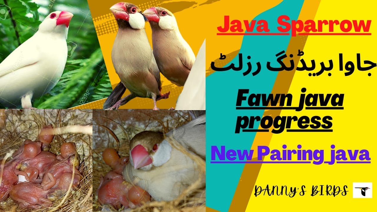 Java sparrow breeding progress | Fawn java breeding progress | 
java sparrow new pairing