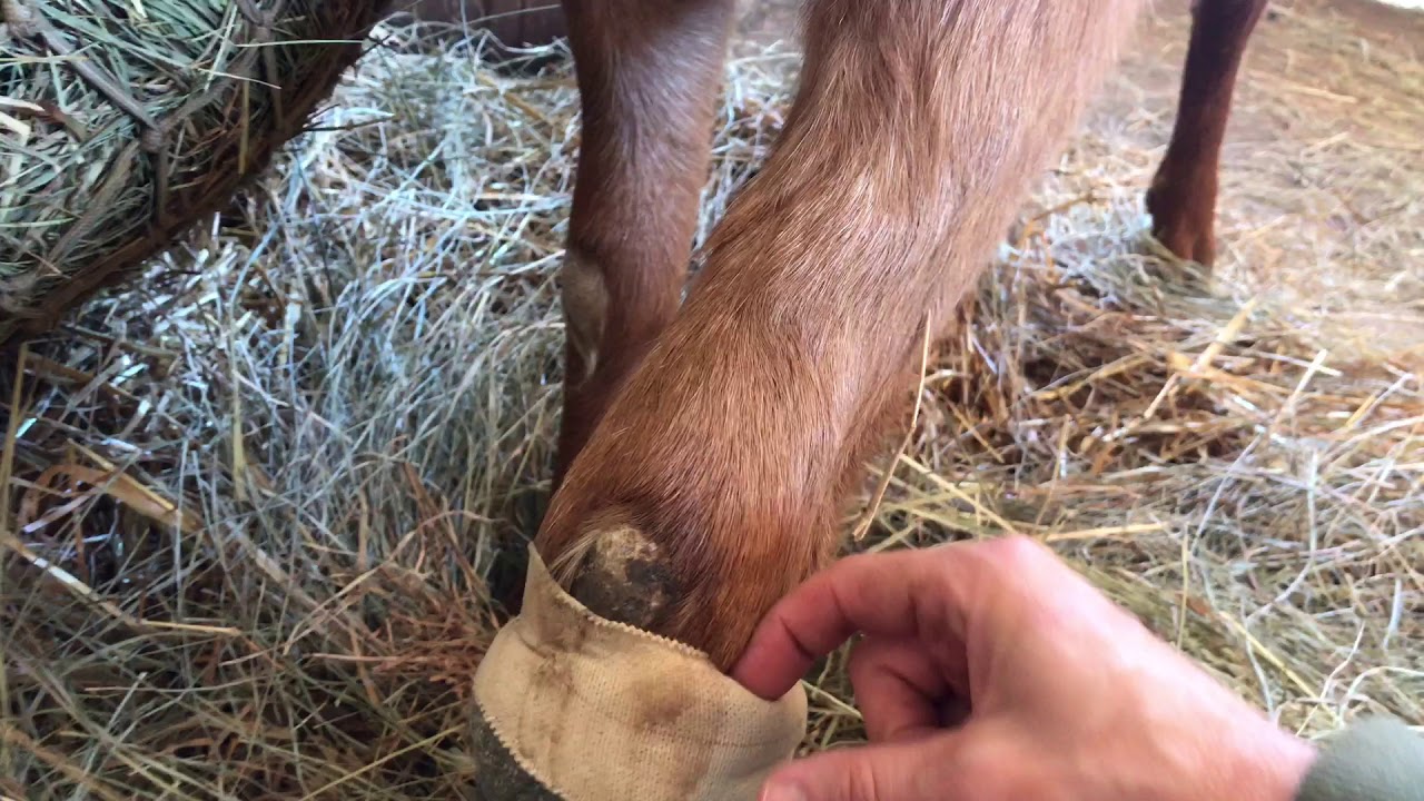 3rd Update on Goat with broken leg