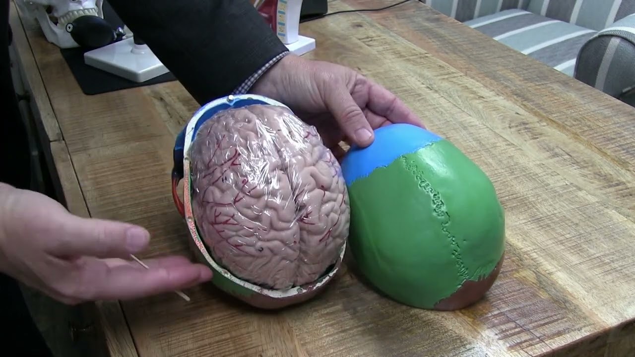 Cranial Facial Release   Skull with Brain