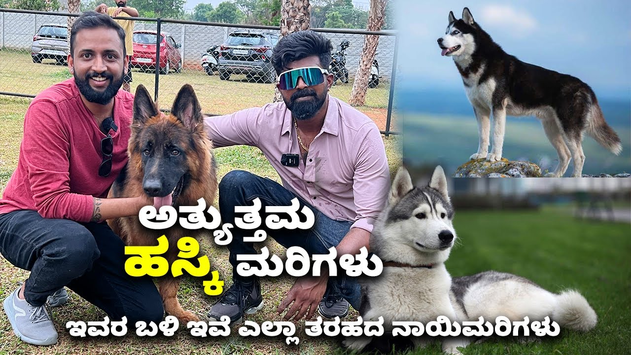 ಅತ್ಯುತ್ತಮ ಹಸ್ಕಿ ಮರಿಗಳು Best Husky puppies in Bangalore | Divya's Kennel | Kannada Vlogs