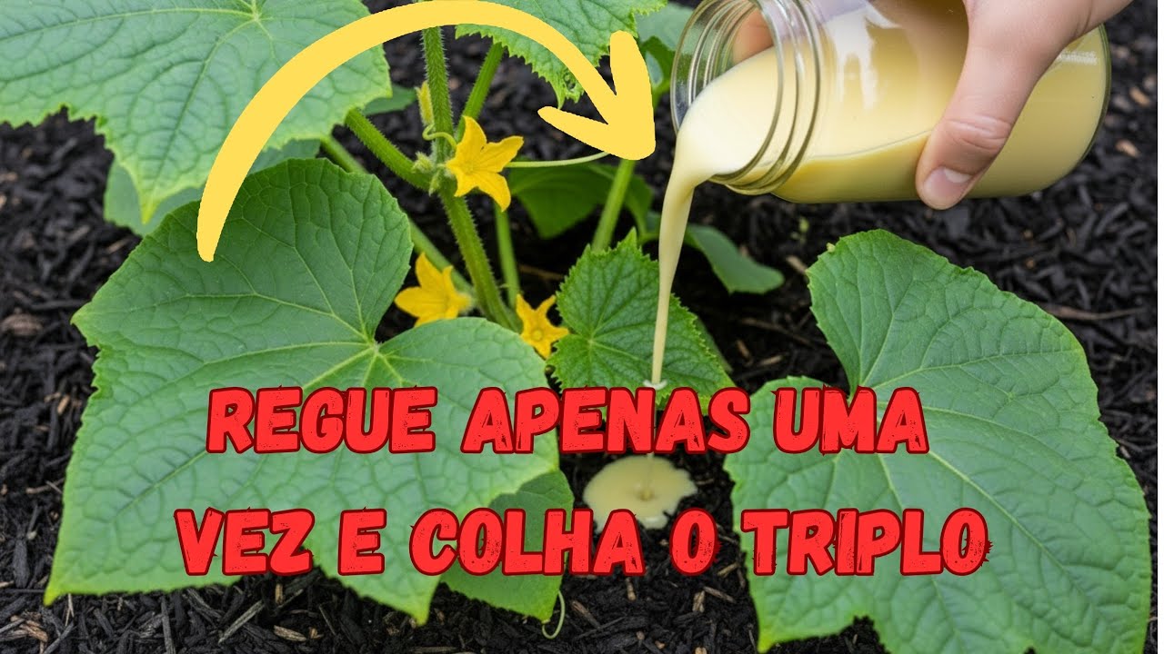 Este Segredo Faz Suas Plantas Crescerem 3x Mais Rápido — Basta Regar Uma Vez!