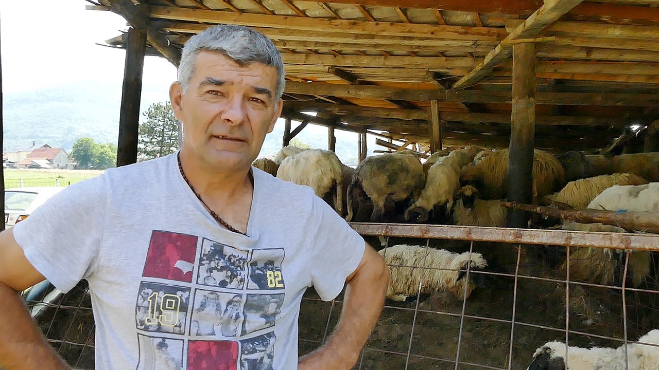 Lopovi od Ante ukrali 170 ovaca