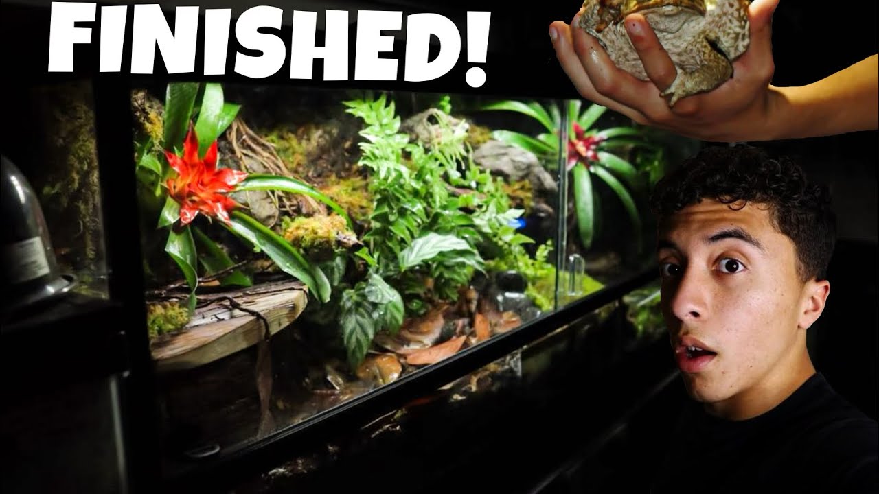 Finishing a GIANT 75GAL BIOACTIVE Setup for My Pet Cane Toad!! (My best setup ever)
