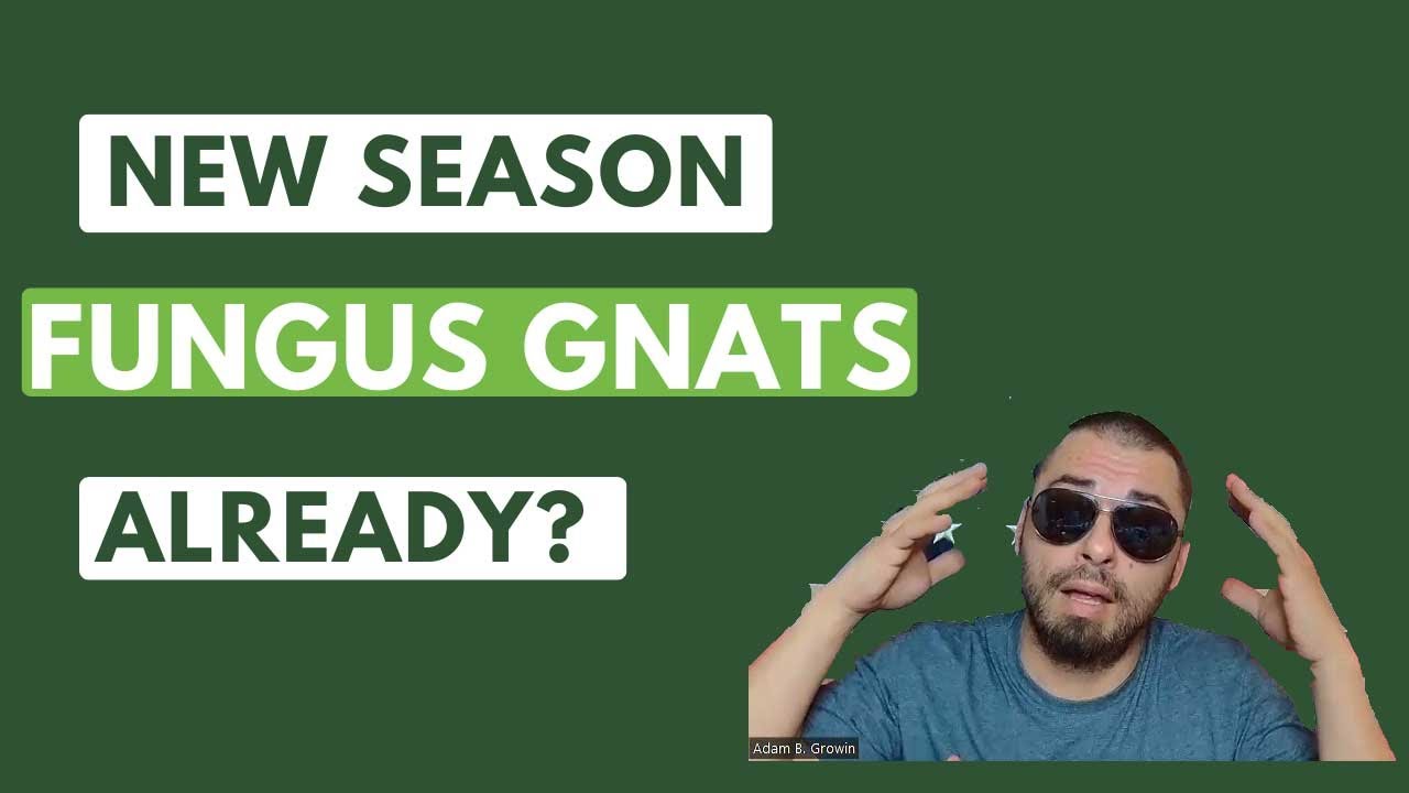 Cannabis Grow Room: Season 2 Ep.1