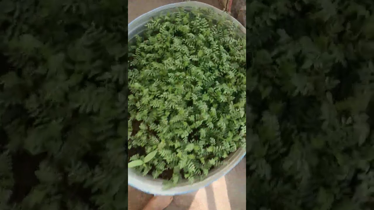 Hare chane ka saag🌿🍀☘️🪴
