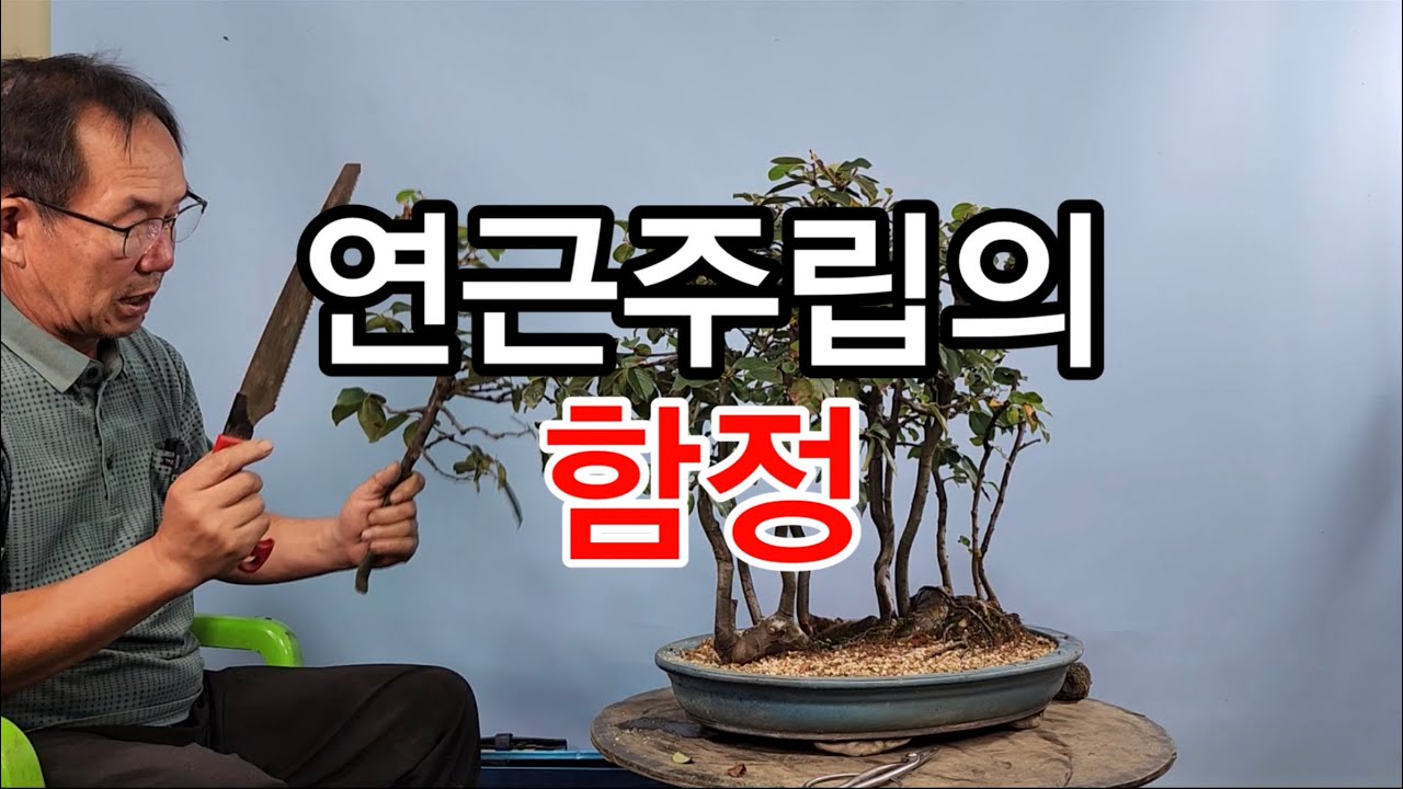 분재관리 531강 연근주립 모과나무의 함정