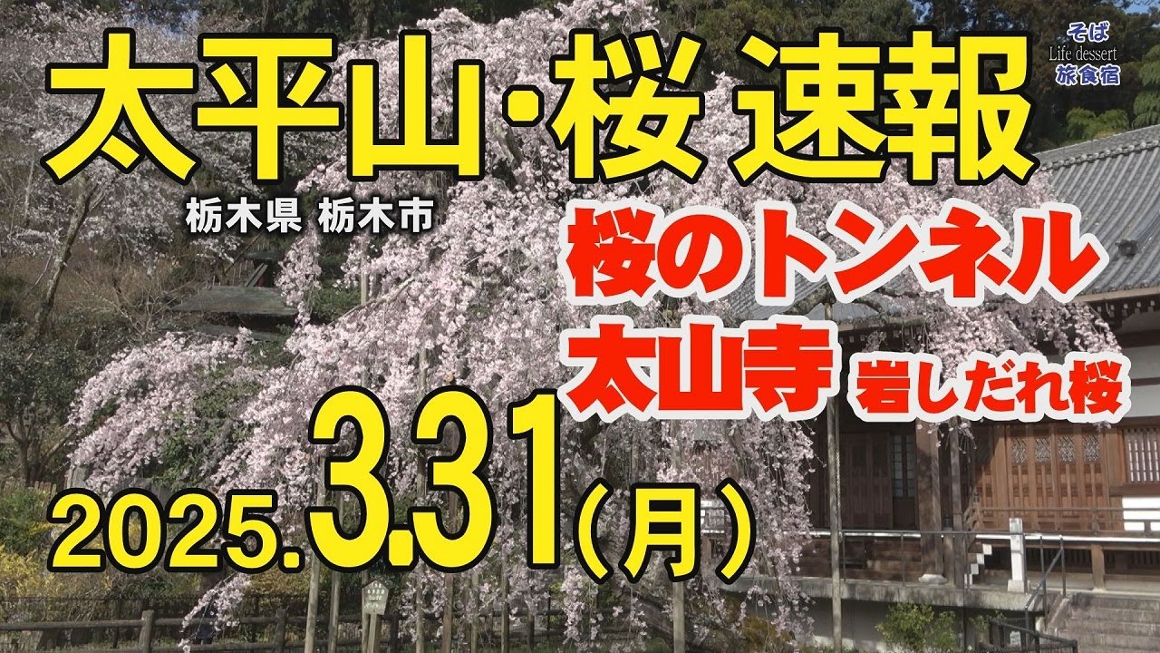 【栃木市・太平山】桜のトンネル、太山寺の岩しだれ桜　の開花速報　2025.3.31　栃木県