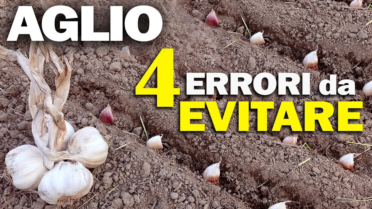 AGLIO | Dalla SEMINA alla RACCOLTA | 4 ERRORI da EVITARE