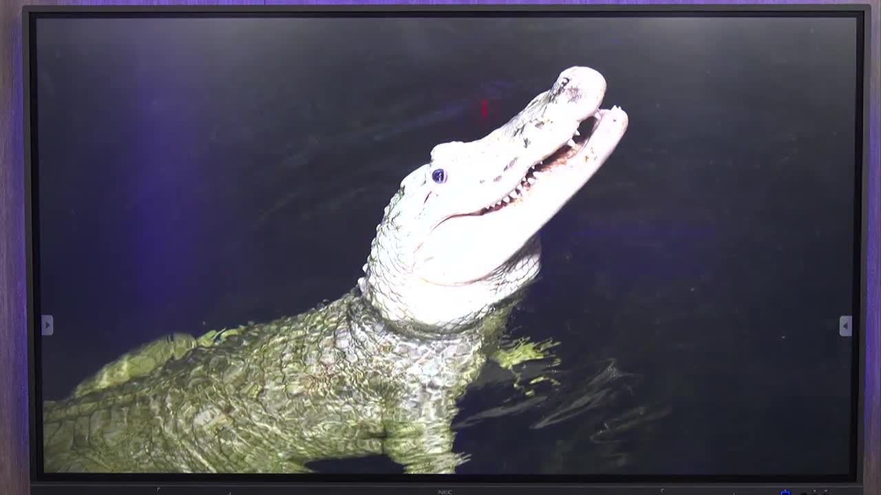 Gator at Omaha zoo has procedure to remove 70 coins from his stomach