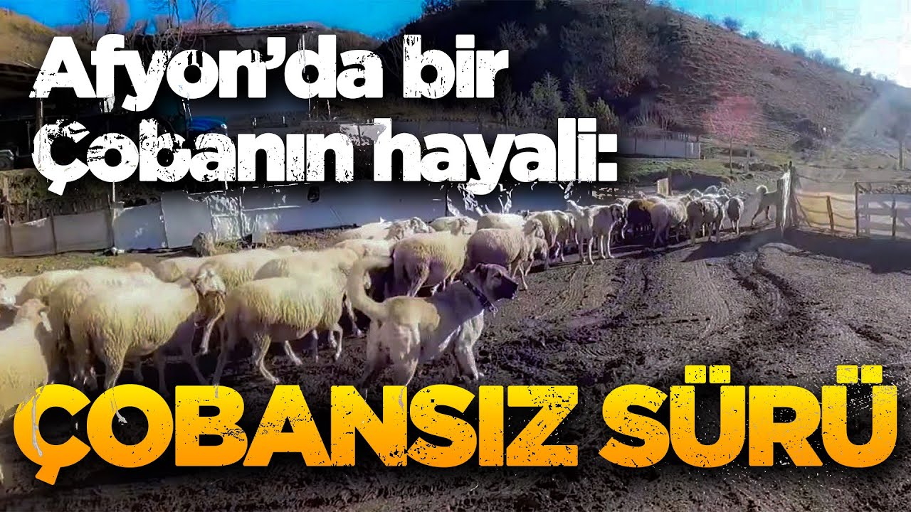 Afyon'da bir ailenin hayali olan çobansız sürü... Koyunları 20 çoban köpeği güdüyor!