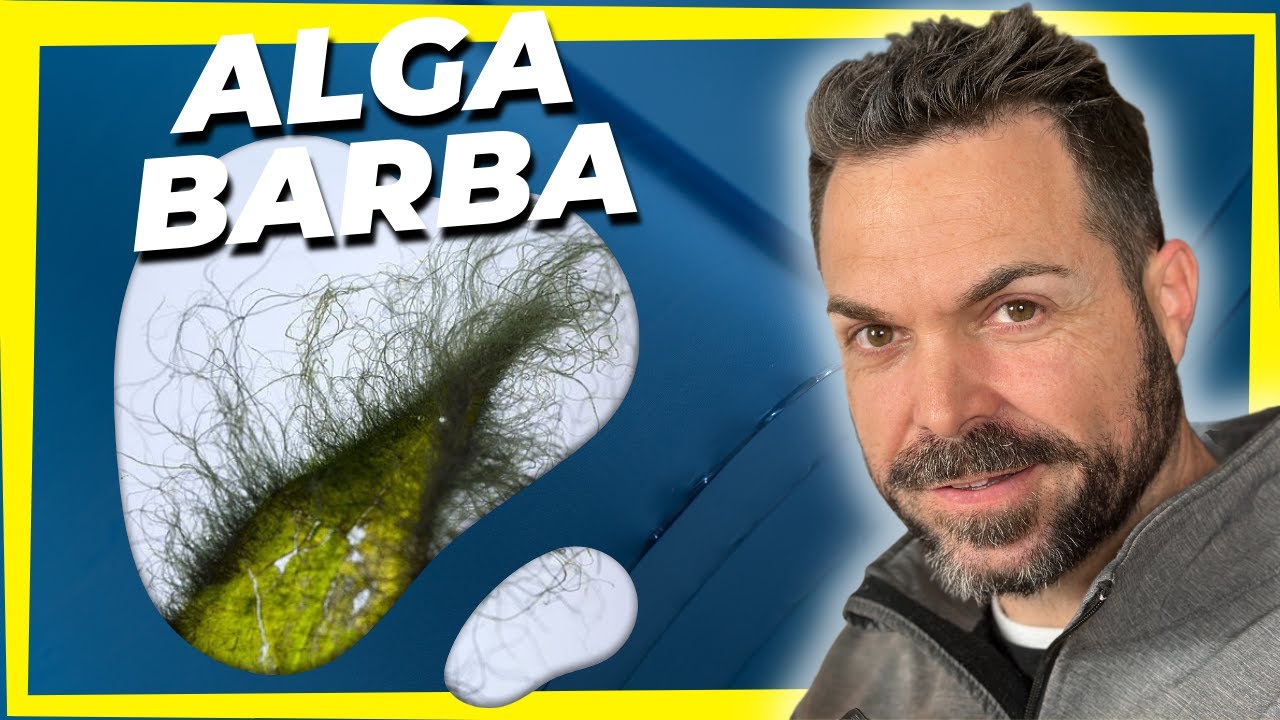 Alga por alga | BARBA en el acuario plantado