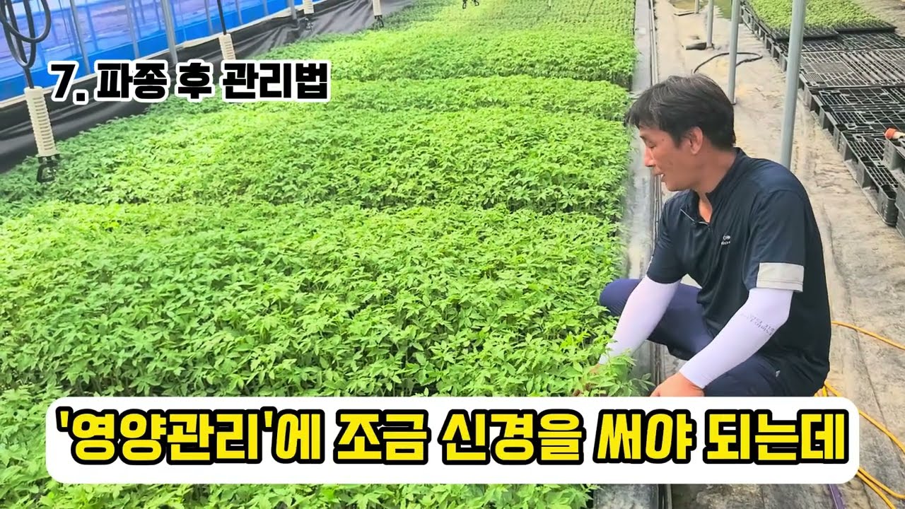 친환경 겨울 토마토 육묘 #유기농 #한살림 #육묘 #파종