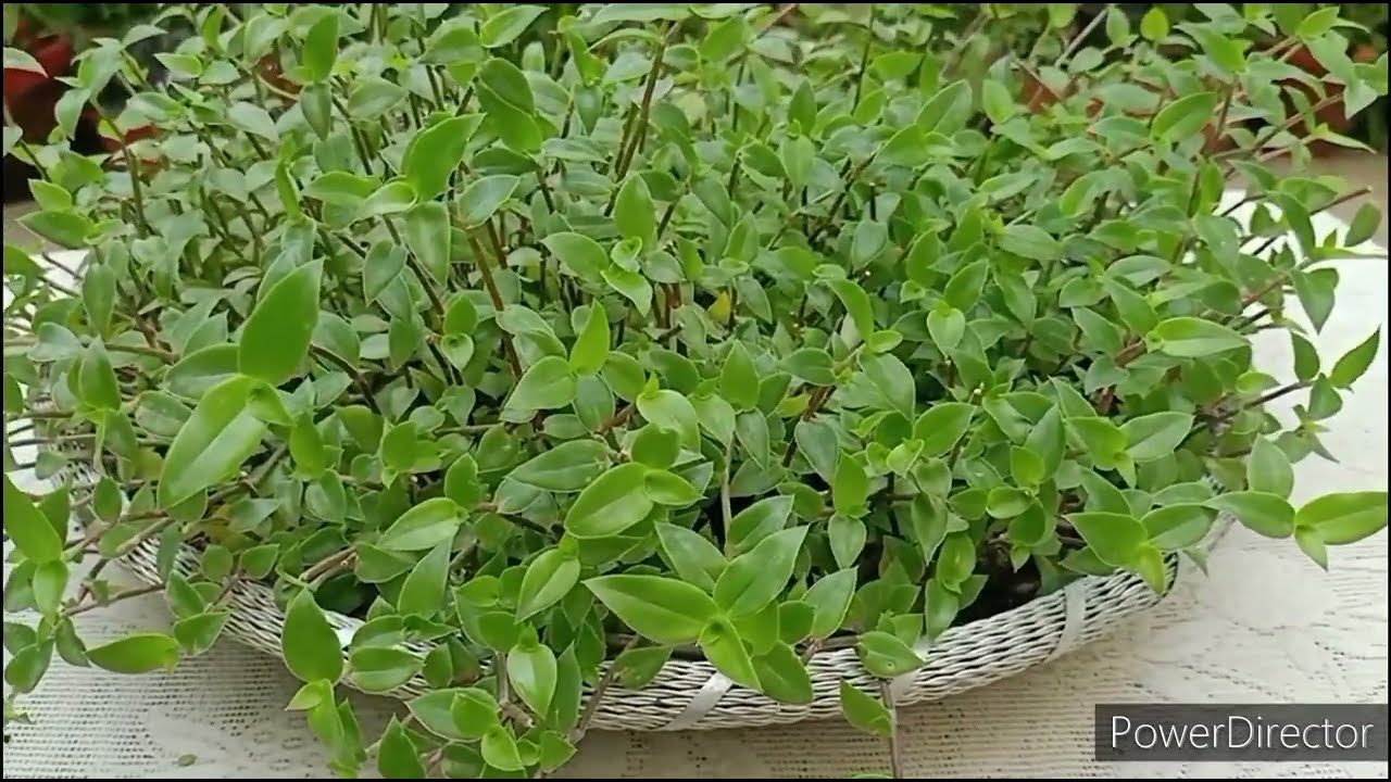 Turtle Vine best plan for beginners//Simple propagation and easy care
