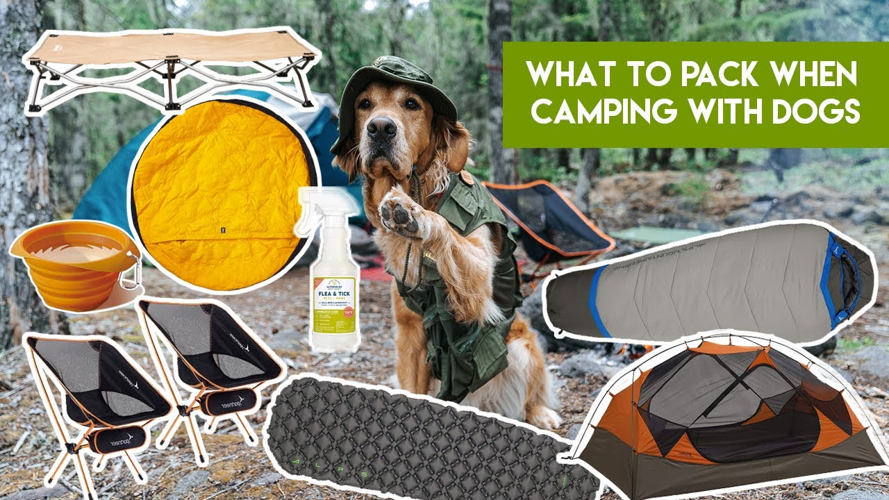 What To Pack When Camping With Dogs