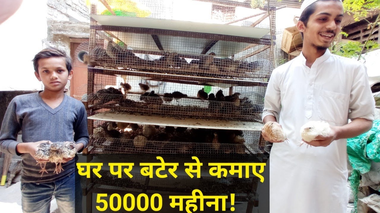 bater farming in india || Quail farming || बटेर से कमाओ लाखो