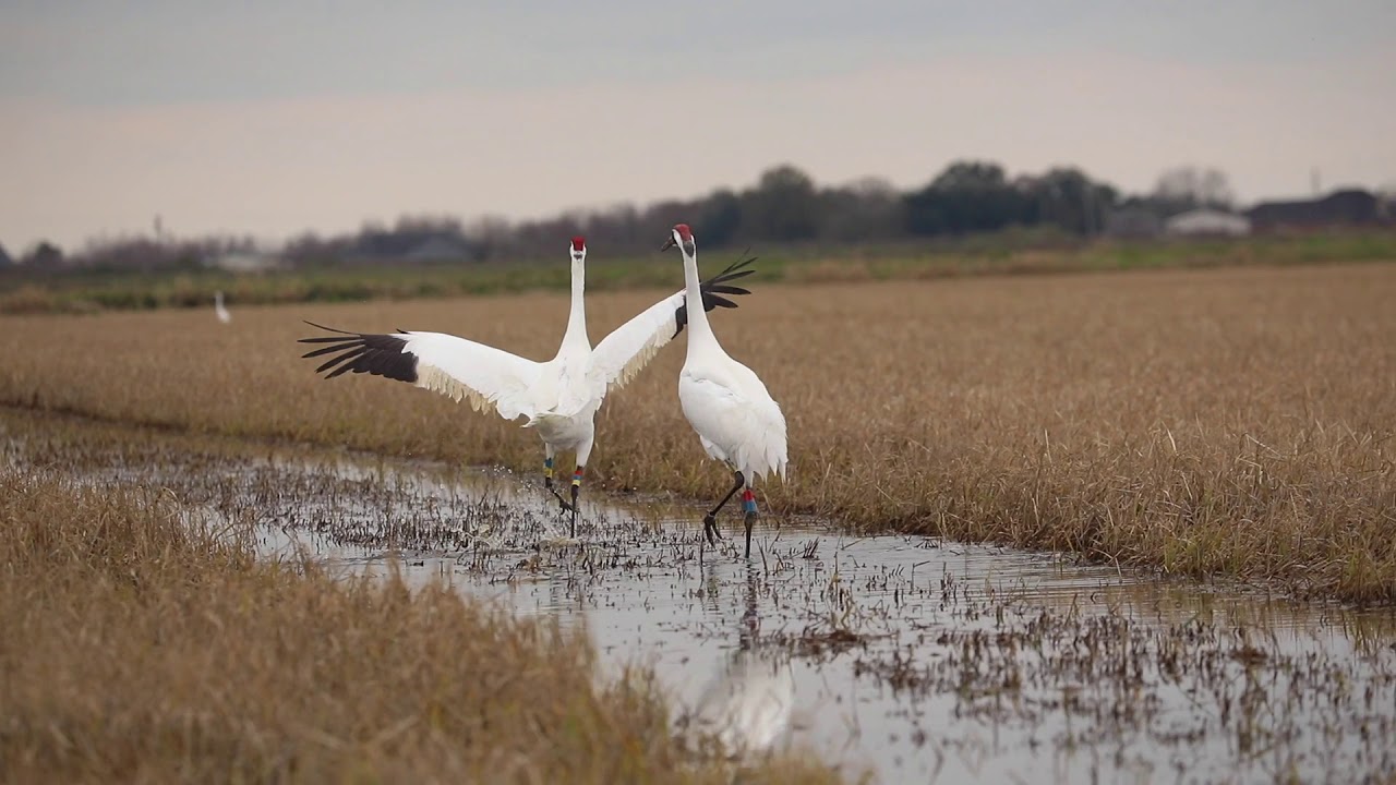 Dancing Whooping Cranes   HD 1080p