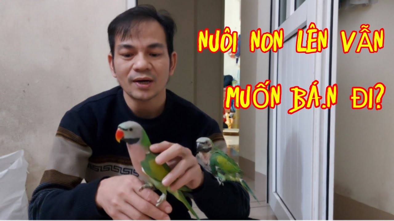 Nhiều Người Nu&ocirc;i Vẹt Ngực Hồng Non, Nhưng Lại Rao B. &aacute;.n V&igrave; Nguy&ecirc;n Nh&acirc;n N&agrave;y.