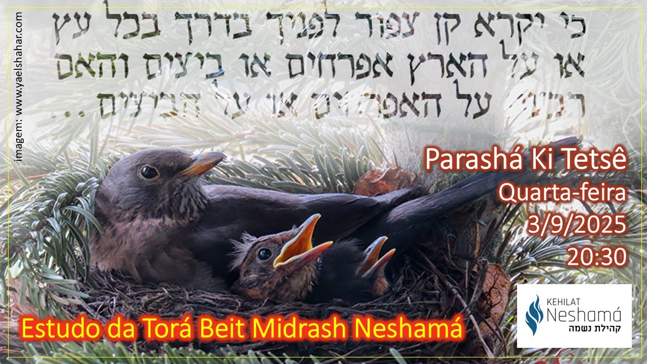 Estudo Tor&aacute; Beit Midrash Nesham&aacute;: Parash&aacute; KI TESTS&Ecirc; 5785