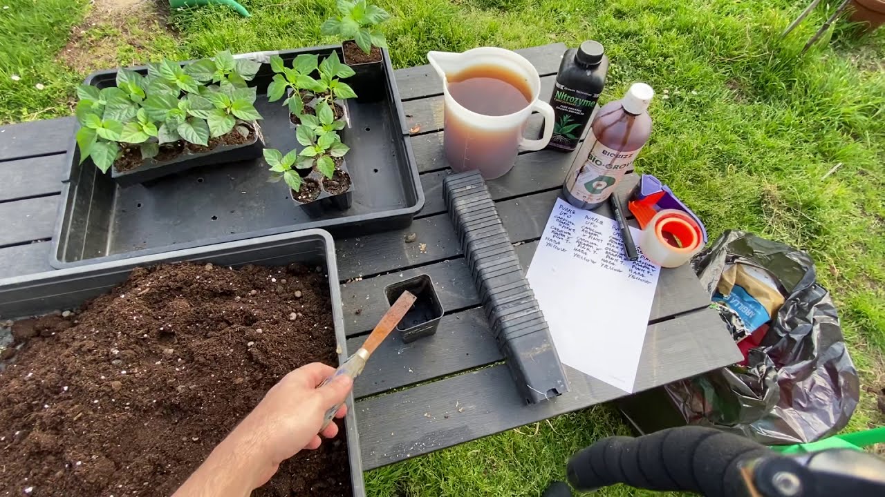 SemiStrani.it - Travasare i Peperoncini: Vasi, Terriccio e Fertilizzante Bio, un po’ di trucchetti !