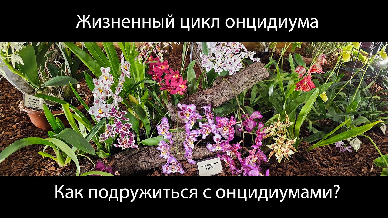 Жизненный цикл онцидиума (камбрии). Особенности роста и развития #уходзаорхидеями #орхидеи