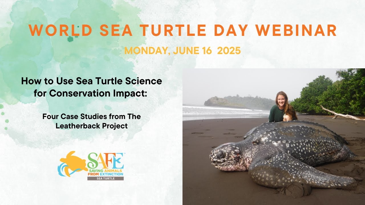 Callie Veelenturf, World Sea Turtle Day 2025 Live Expert Webinar