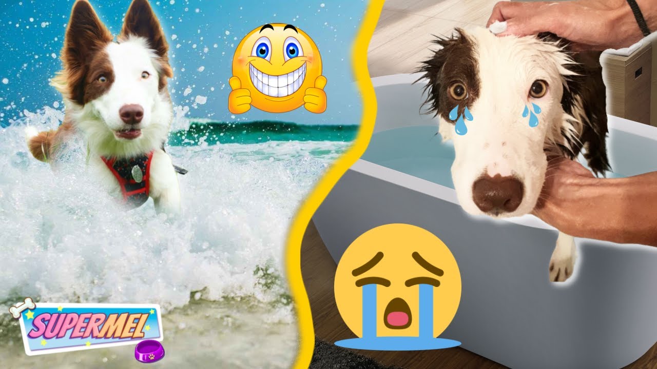 Mi Perro ODIA bañarse en la bañera 😳 Mel