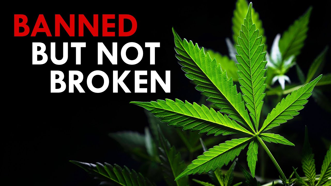 Cannabis Sativa: The Forbidden Flower