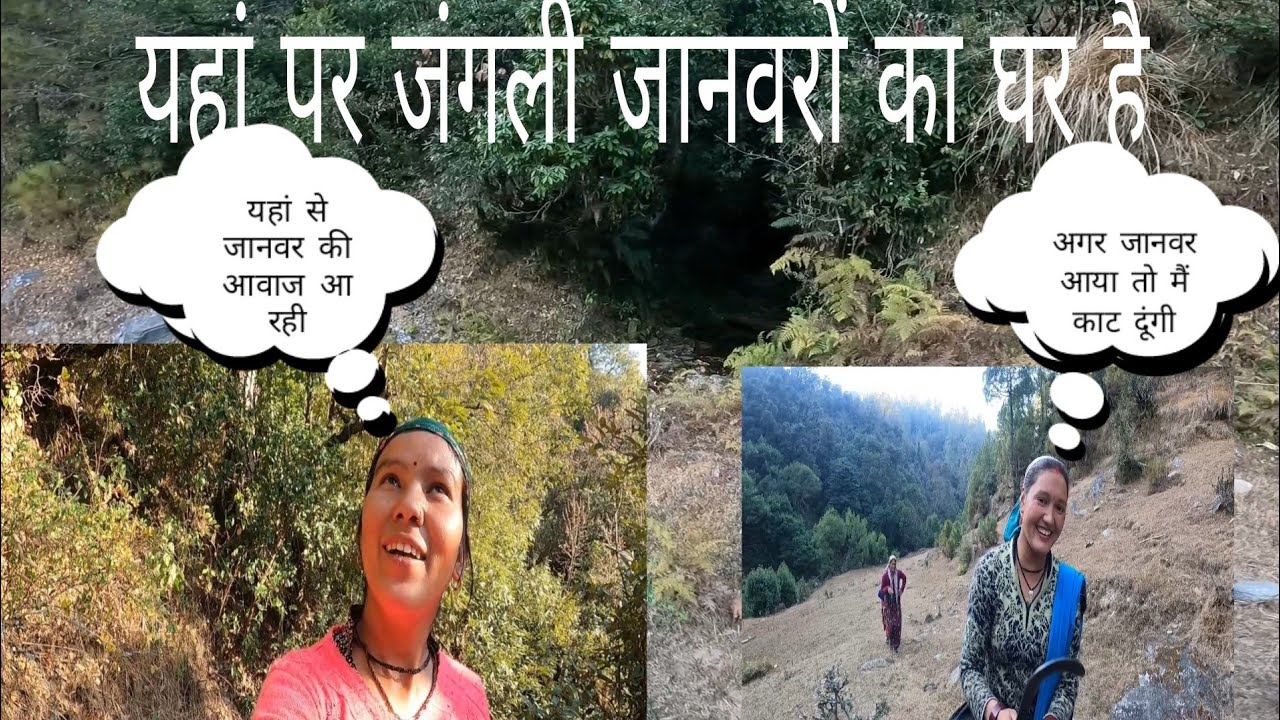 यहां पर जंगली जानवरों का घर है आवाज भी रही है 