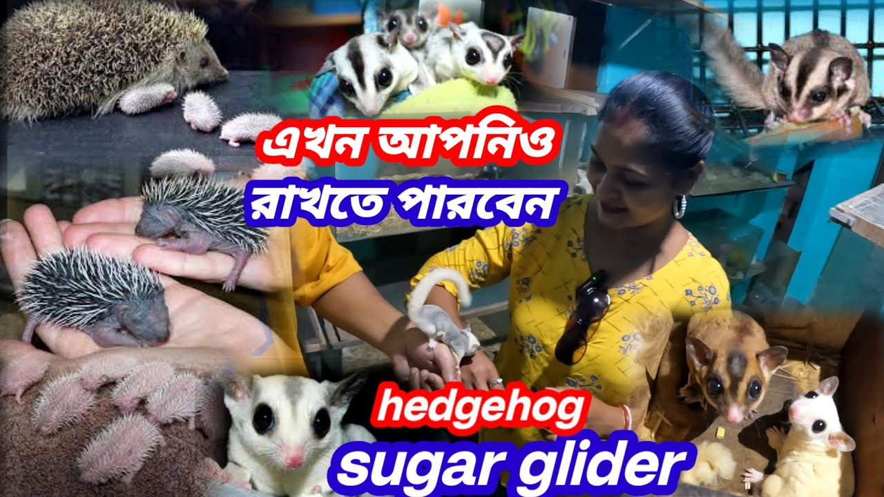 Sugar glider পেটে বাচ্চা নিয়ে উড়ে চলে গেল🤗 Sugar glider Price in india🤗Sugar glider