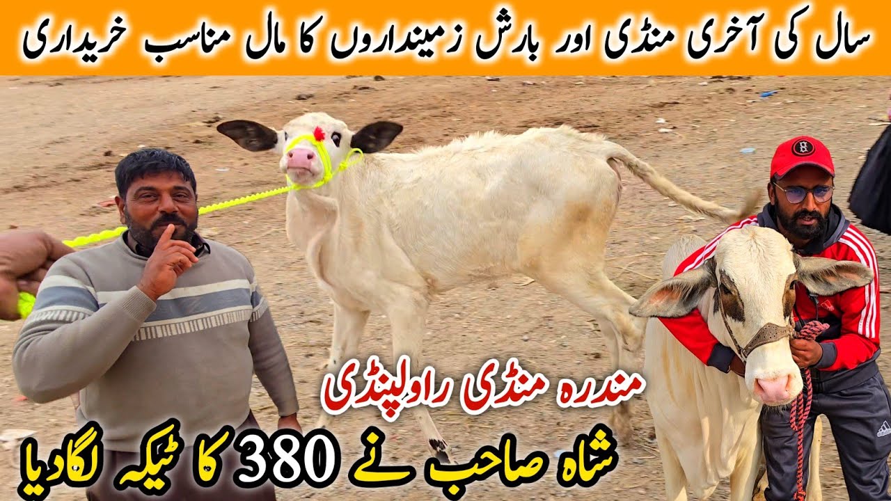 Last Mandra Mandi Rawalpindi Latest Update 31 December 2025 | Qurbani 2026 Bakra Eid Ka Mall