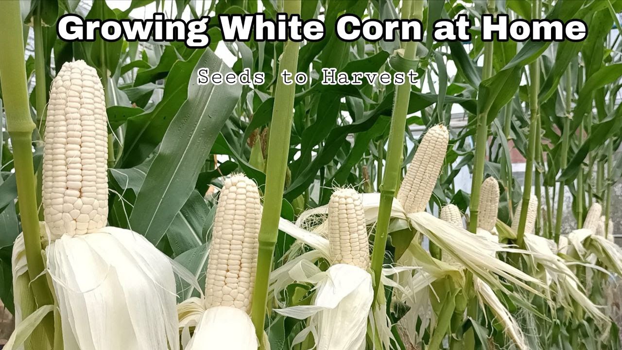 Growing White Corn From Seeds at Home, Easy for Beginners to Grow Corn at Home, Seed to Harvest 🌽