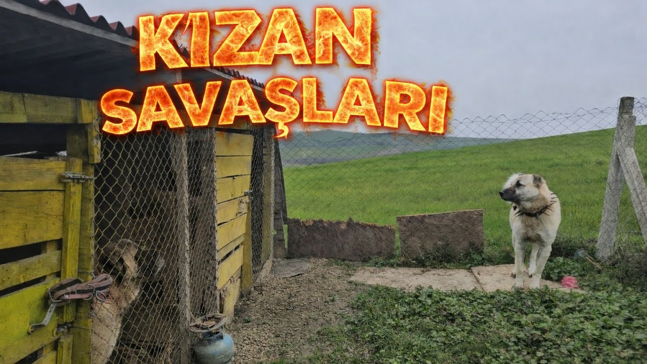 10 AY SONRA AFETİN KANAMASI BAŞLADI YAVRULARIMIZ OLACAK ! - KAPAN BAŞARABİLECEK Mİ 
