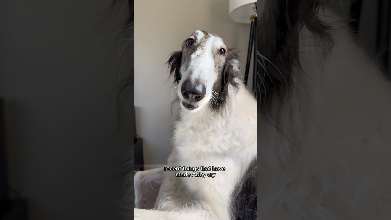 more recent things that have made abby cry #borzoi #lifeishard #shorts #snoot #dogs