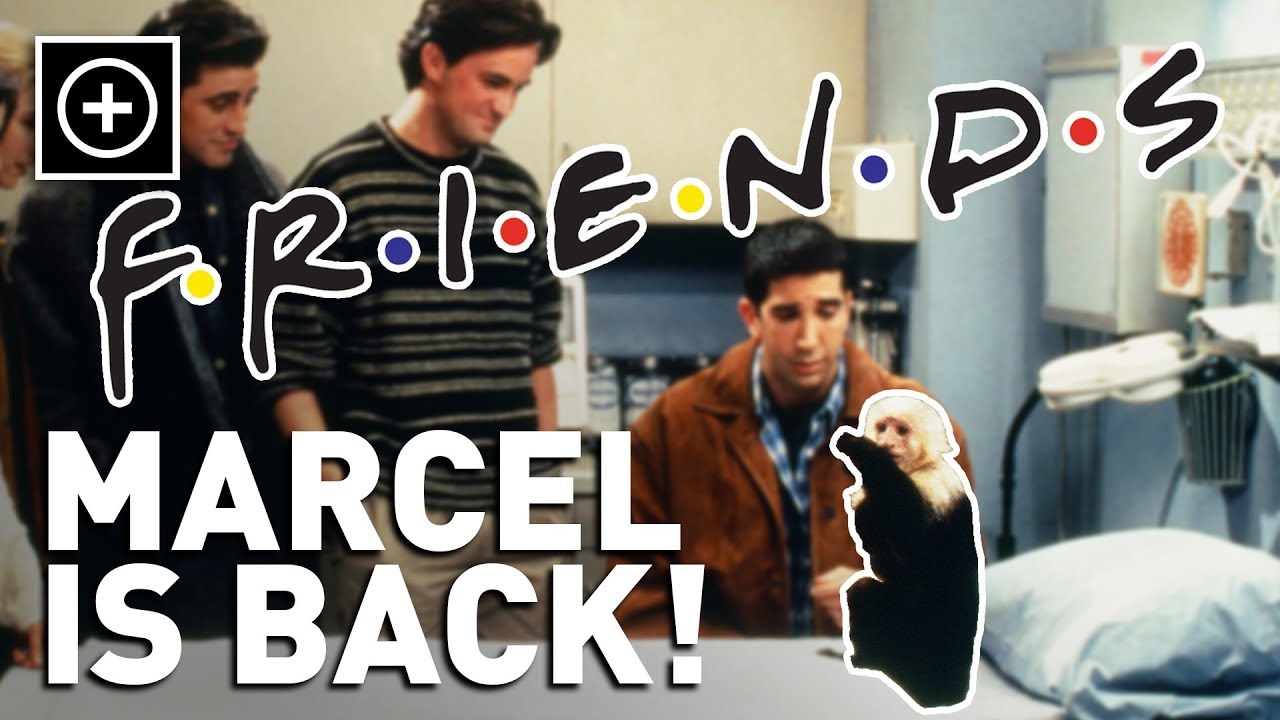 Marcel The Monkey From 'Friends' Is Back!