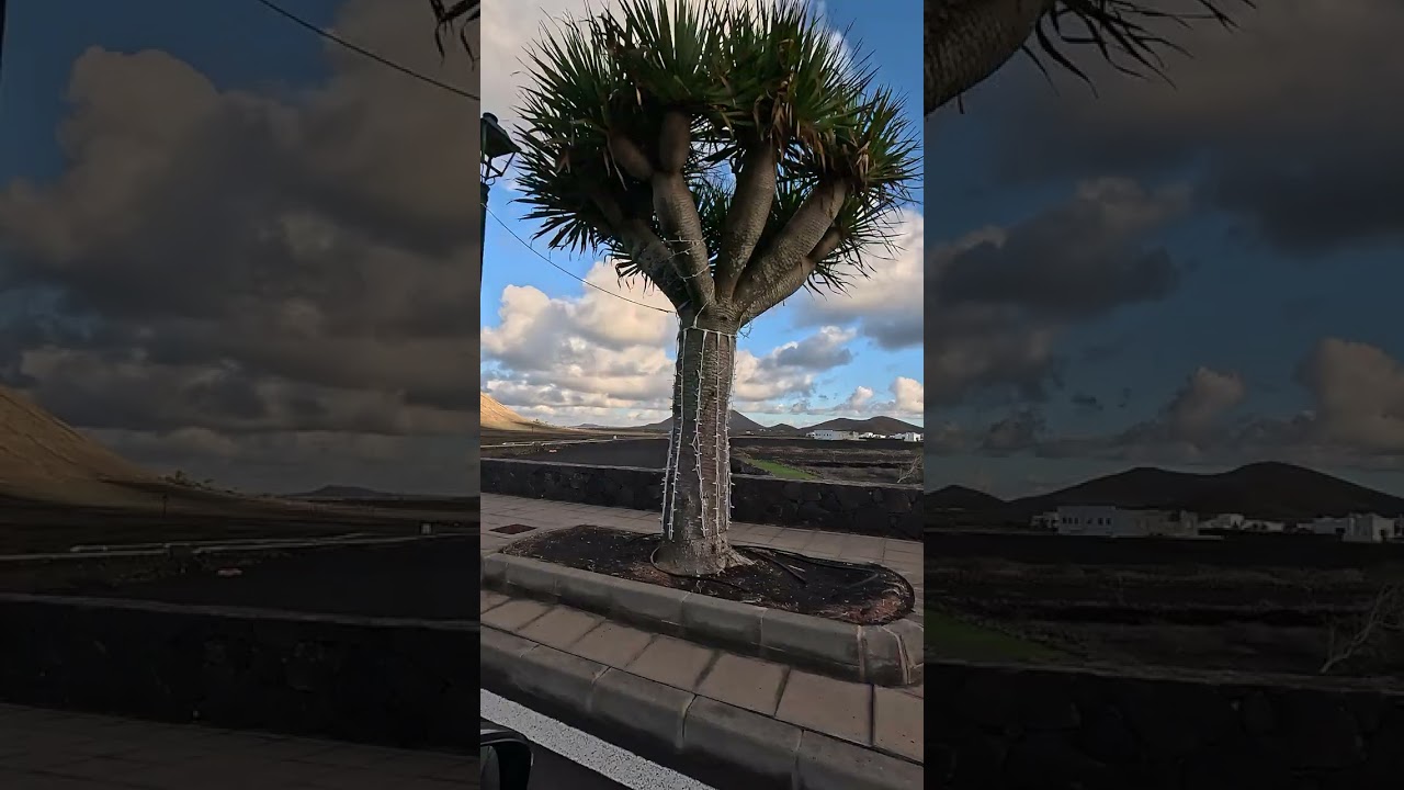 Lanzarote 🇮🇨 