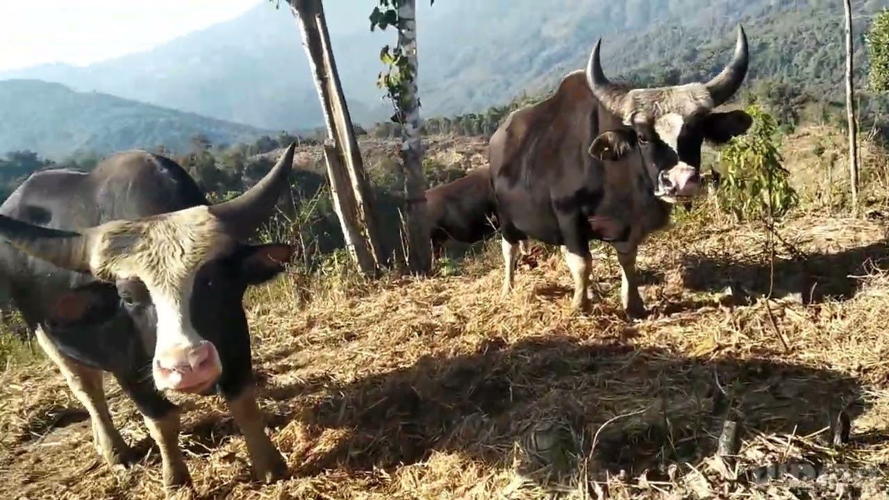 NAGA MITHUN, PEREN DISTRICT, TENING VILLAGE . Nagaland state animal.