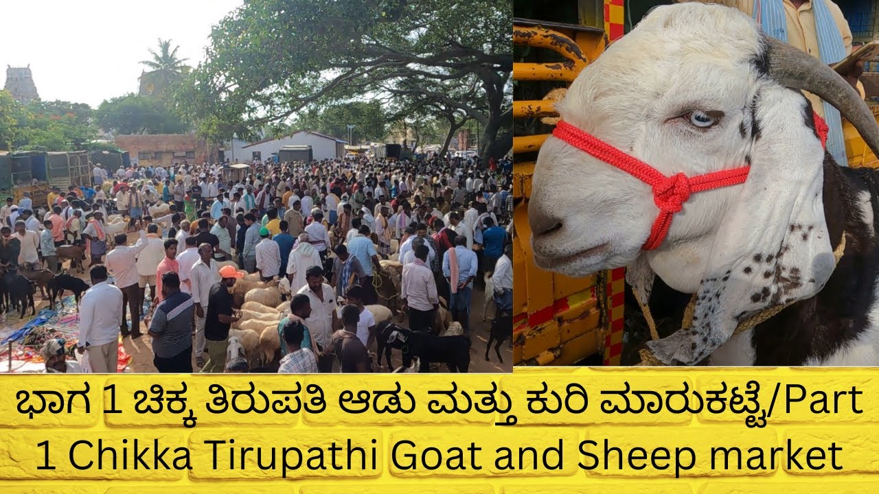 ಭಾಗ 1 ಚಿಕ್ಕ ತಿರುಪತಿ ಆಡು ಮತ್ತು ಕುರಿ ಮಾರುಕಟ್ಟೆ / Part 1 Chikka Tirupathi Goat and Sheep market