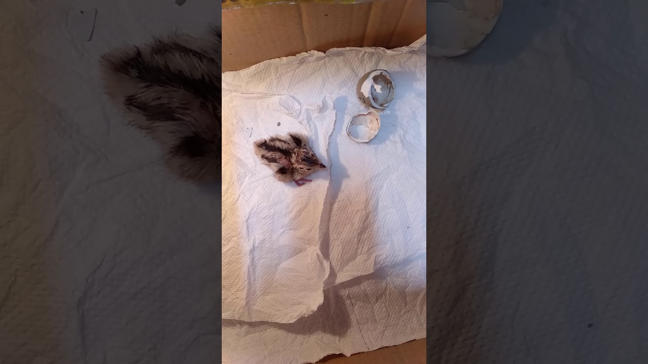 Telur Ringneck Pheasant 23 hari telah menetas, ( 08 agustus - 31 agustus 2019 )