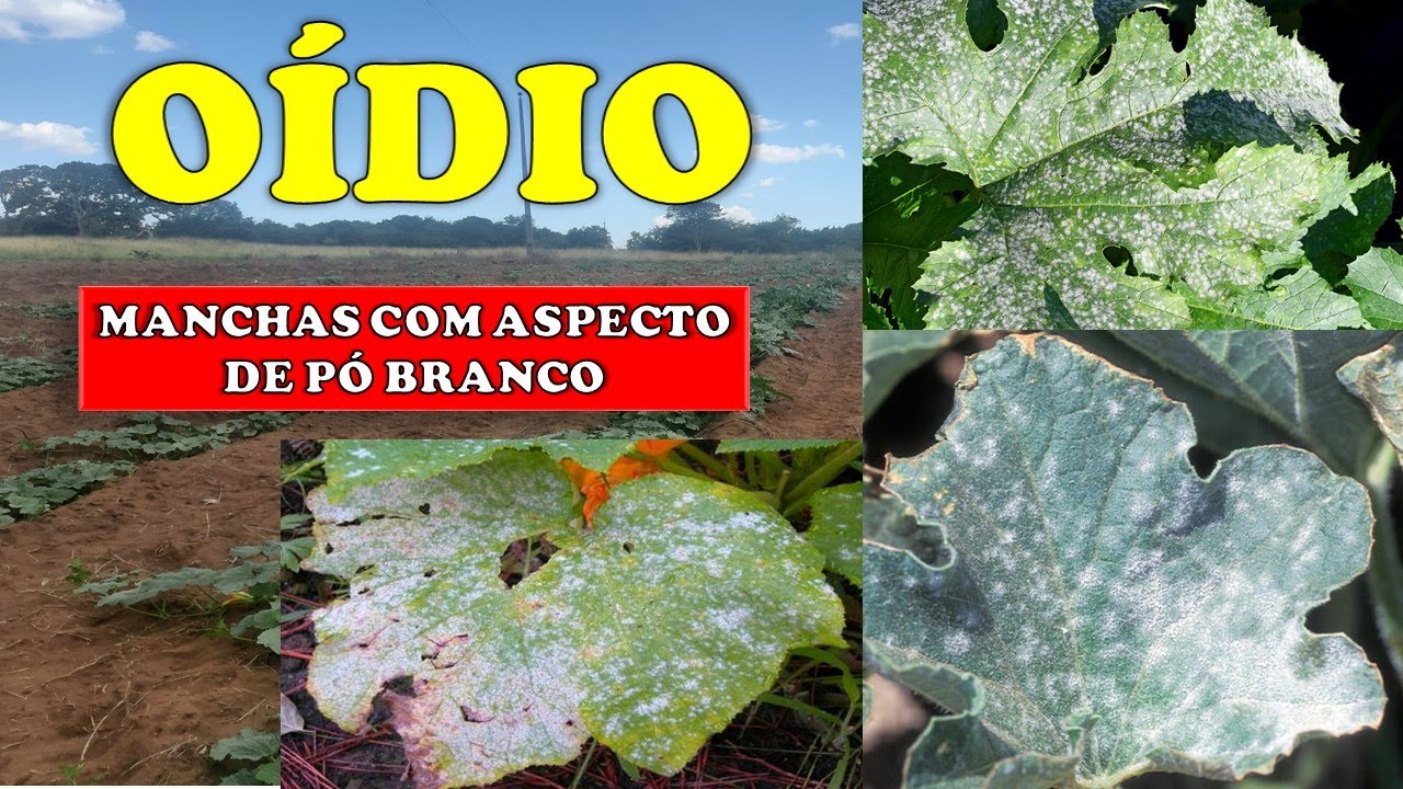 Oídio: Manchas brancas nas folhas. Abóbora, pepino, melancia, melão...