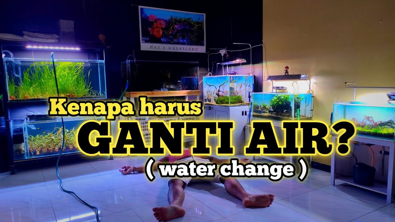 MENGGANTI AIR AQUASCAPE/AQUARIUM ( Kapan, Bagaimana dan Seberapa sering? ) || WATER CHANGE