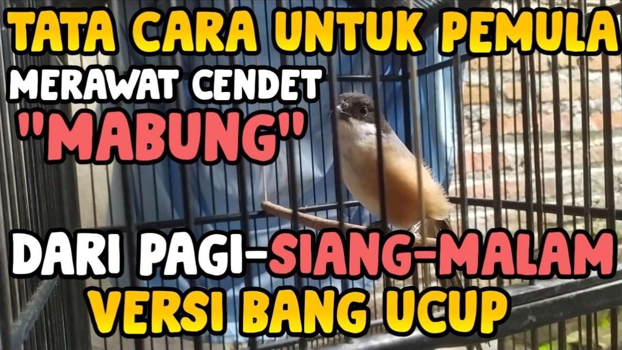 Tata Cara Merawat Cendet 